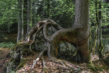 Baumwurzel verschlingt Fels