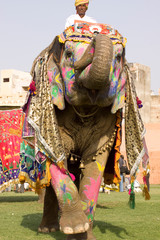 Obraz premium Colorful elephant , festival , Jaipur, Rajasthan, India 