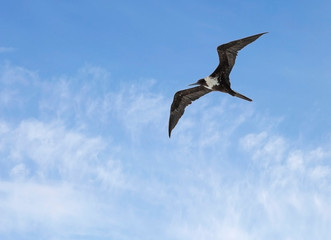 Frigate bird in the sky.
Frigate is a sea bird that can easily maneuver in the sky, living in the tropics. Frigates are related to pelicans and cormorants.
