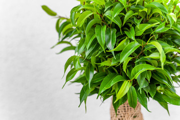 Ficus ginseng plant