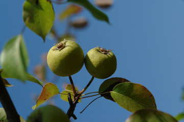 A close up of round pale green unripe fruits of wild pear (Pyrus communis) against the sky, copy space for text