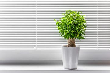 Ficus ginseng plant