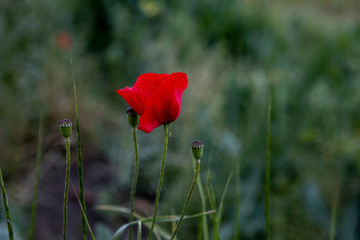 Obraz premium Dziki czerwony kwiat maku. Tło samotnej rośliny