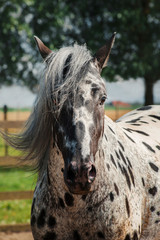 Appaloosa horse in the paddock - 353366692