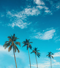 four palms on the sky background. travel concept, free space