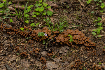 Colony of unknown mushrooms in the forest