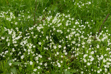 Fototapeta na wymiar White flowers of Stellaria holostea close-up. Stellaria holostea, the Viper or big sagebrush, is a perennial herbaceous flowering plant in the clove family Caryophyllaceae. Soft focus.