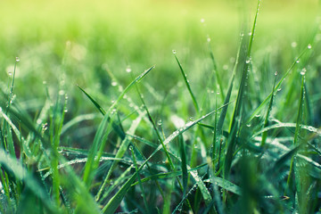 Green  leaves after rain in the garden. Raindrop. 