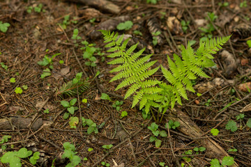 Wild young shoots of Pteridium aquilinum fern, inhibited common fern, also known as eagle fern and Eastern fern