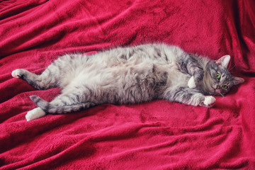 The cat is lying on a red blanket belly up