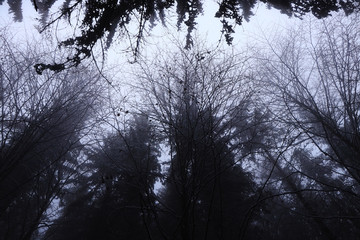 Dark atmosphere. The crowns of deciduous trees immersed in white mist. Gloomy, sad, mournful and...