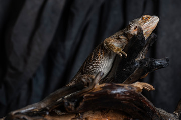 lizard on a tree