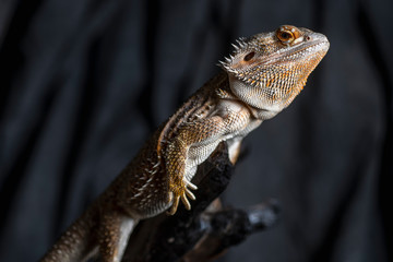 bearded dragon lizard
