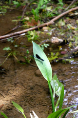 Damselfly on a leaf by the river Krka, Croatia. Selective focus.