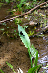 Damselfly on a leaf by the river Krka, Croatia. Selective focus.