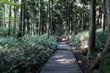 Fototapeta premium green forest road in mountain