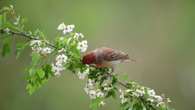 Common rosefinch ( carpodacus erythrinus ) male on the branch