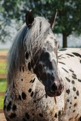 Appaloosa horse in the paddock - 353367650
