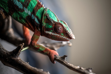 chameleon on a branch © Sorin Popa