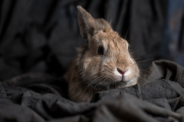 Grey rabbit over a grey background