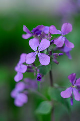 Fototapeta na wymiar soft purple flowers in the summer garden