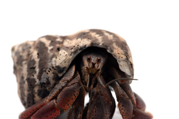 The hermit crab isolated on white background