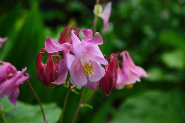 Obraz premium close up image of Crimson Star Columbine flower blossoms in a garden.