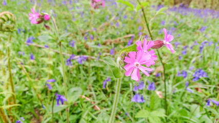 Blooming Maiden Pink (Dianthus deltoides) on green meadow with blue bells on background

