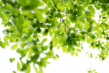 Fototapeta na wymiar Green leaves against bright sky, fresh spring forest