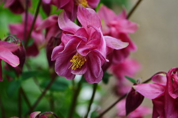 Fototapeta na wymiar close up image of Crimson Star Columbine flower blossoms in a garden.