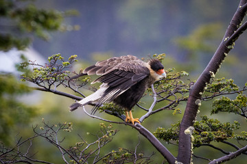 Southern Crested Caracara (Caracara Plancus)