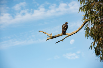 eagle on a branch