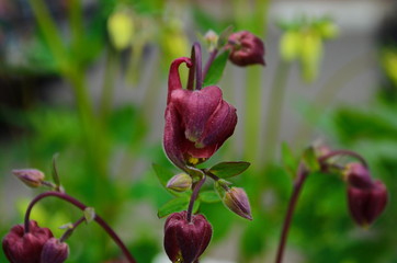 close up image of Crimson Star Columbine flower blossoms in a garden.