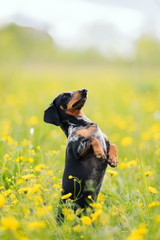 dog breed black marble dachshund stands in a field on its hind legs and looks away. in spring and...