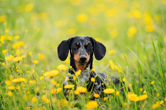 Portrait Of Black Marble Dachshund On A Walk In A Field Covered With Dandelions In Spring Or Summer. Dog Head Peeks Out Of Grass. National Dog Day