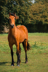 Irish cob horse outside - 353369401