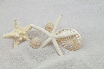Fototapeta na wymiar Starfishes and seashells on white sand
