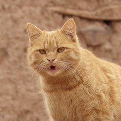 Naklejka na ściany i meble orange cat look something and open your mouth show 2 canines at orange wall 