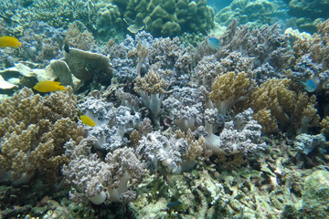 Fototapeta na wymiar Staghorn coral under the sea in the cockburn island of Myanmar