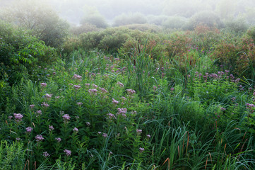 Fototapeta premium Summer landscape of marsh with Joe Pye weed in bloom, Michigan, USA
