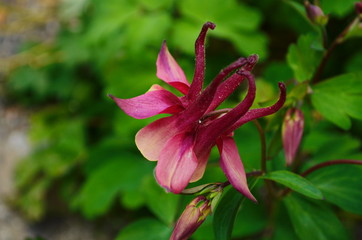 close up image of Crimson Star Columbine flower blossoms in a garden.