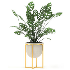 Monstera Monkey Mask in a Luxury Gold Pot on white background