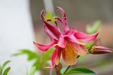 close up image of Crimson Star Columbine flower blossoms in a garden.