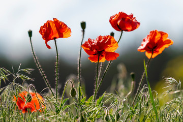 four red poppy in sunny daylight 