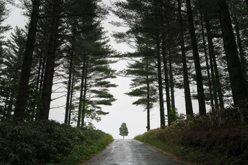 北海道富良野坂の上の一本木