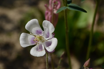 close up image of Crimson Star Columbine flower blossoms in a garden.