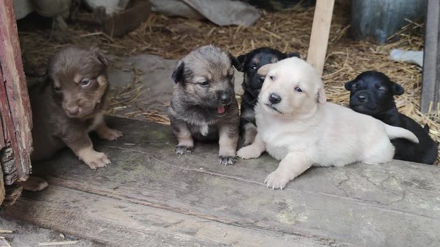 Five cute puppies are playing on the doorstep of the barn. Little dogs are playing and trying to escape from the barn. Close up