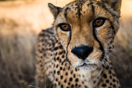 portrait of a cheetah