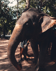 Elephants at a sanctuary