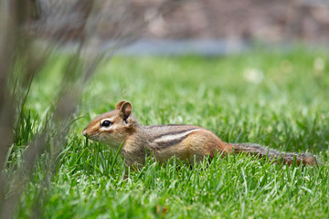 Chipmunk on the Prowl